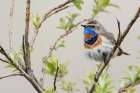 Bluethroat male on his summer territory in the arctic tundra of the Seward Peninsula. Alaska Art Print
